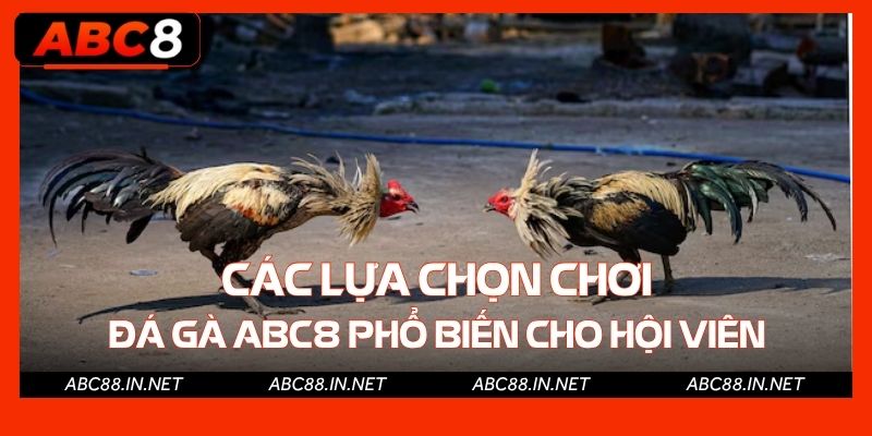 Các lựa chọn chơi đá gà ABC8 phổ biến cho hội viên
