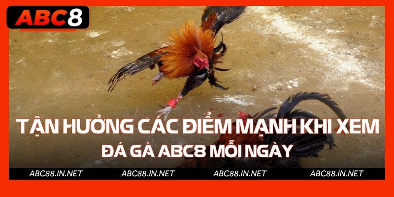 Tận hưởng các điểm mạnh khi xem đá gà ABC8 mỗi ngày