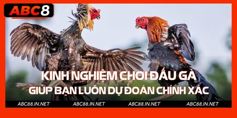 Kinh nghiệm chơi đấu gà giúp bạn luôn dự đoán chính xác