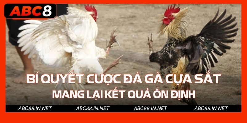 Bí quyết cược đá gà cựa sắt mang lại kết quả ổn định