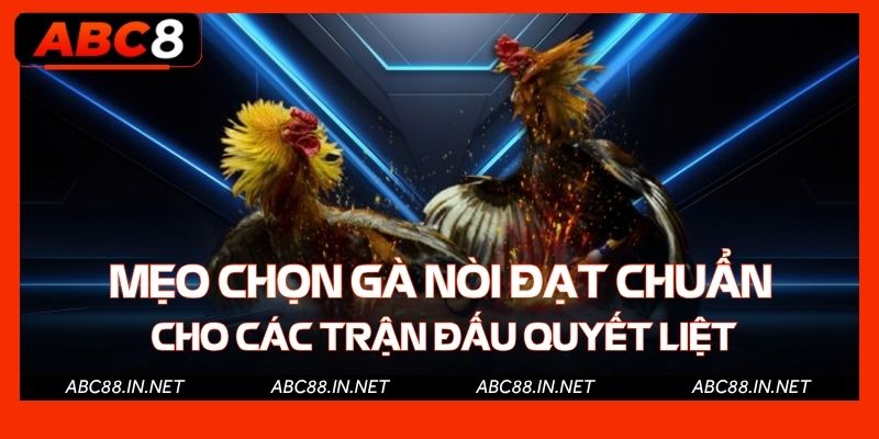 Mẹo chọn gà nòi đạt chuẩn cho các trận đấu quyết liệt