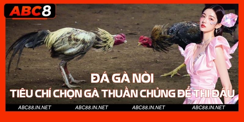 Đá Gà Nòi - Tiêu Chí Chọn Gà Nòi Thuần Chủng Để Thi Đấu