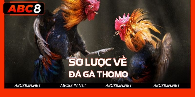 Sơ lược về đá gà Thomo